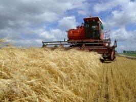 Отсутствие лета сказалось на сельском хозяйстве в Коломенском районе
