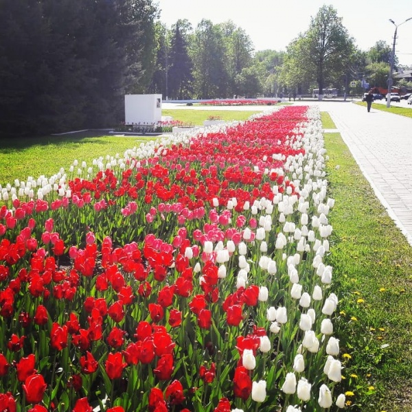 33 тысячи тюльпанов высадят в Коломне