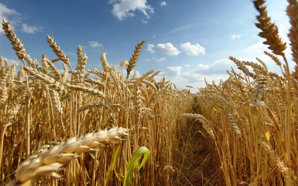 Сельхозпредприятие из Егорьевска получило 300 гектаров земли