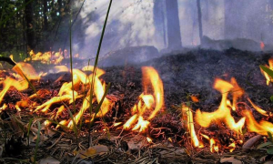 В Луховицах потушили лесной пожар
