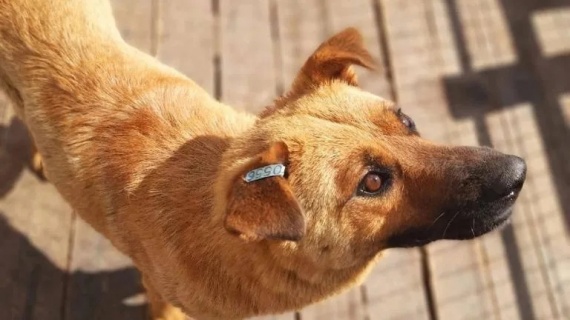 Более 800 бродячих собак отловили в прошлом году в городском округе Коломна