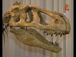 В краеведческом музее открылась выставка "В Новый год с динозаврами"