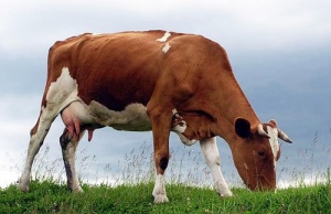 Можно ли содержать корову на шести сотках? - проект "дачной конституции" готов
