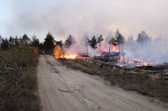 В Луховицах горело более 7 гектаров леса
