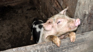 Карантин по африканской чуме свиней частично отменен в Подмосковье