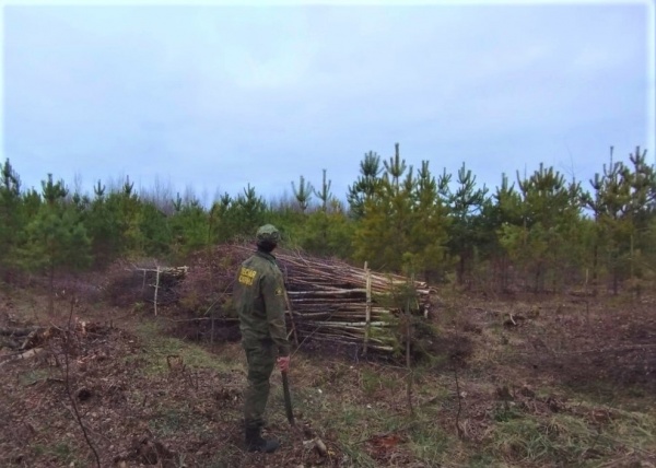 Рубки ухода за лесами в молодняках проведены в городском округе Коломна