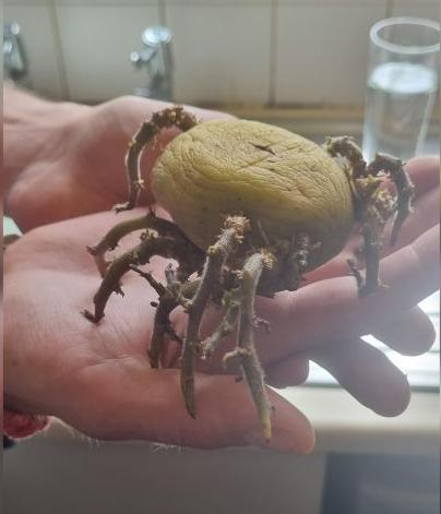 Коломчанка нашла картошку, напоминающую огромного тарантула