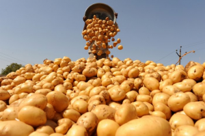 В Московской области собрали почти 36,4 тысячи тонн картофеля и овощей 