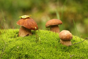 Подмосковью пророчат огромный урожай грибов