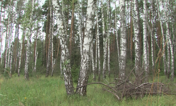 Луховицкие леса обработали от непарного шелкопряда
