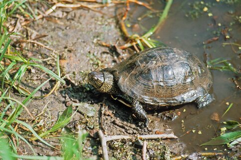 Эксперты просят жителей региона не забирать домой черепах, проснувшихся в прудах