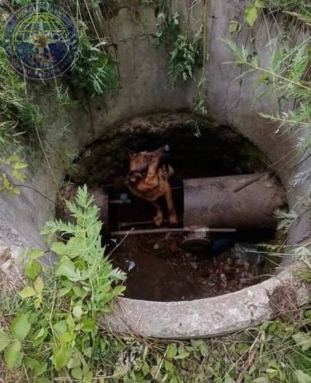 Коломенские спасатели достали собаку из колодца