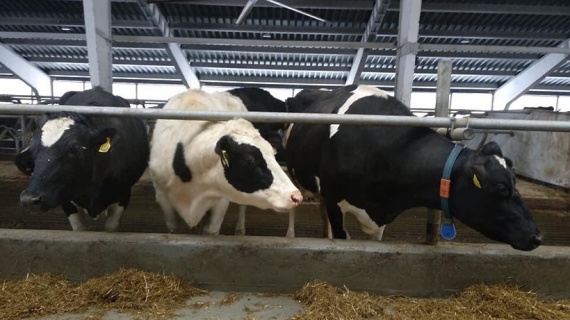 В Зарайске открывается новая молочная ферма