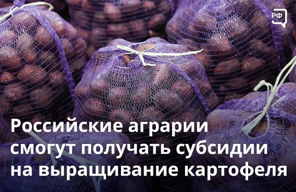 ЛПХ остаются главными производителями картофеля в стране
