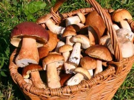 Коломенский район вошел в десятку лучших мест для сбора грибов