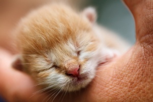В Луховицах ищут кормящую мать для новорожденного котенка