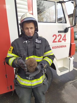 Коломенские пожарные спасли ёжика от огня