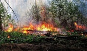 В Подмосковье сегодня запретили сжигание порубочных остатков