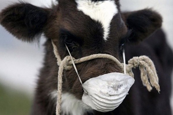 Подозрение на туберкулёз крупного рогатого скота