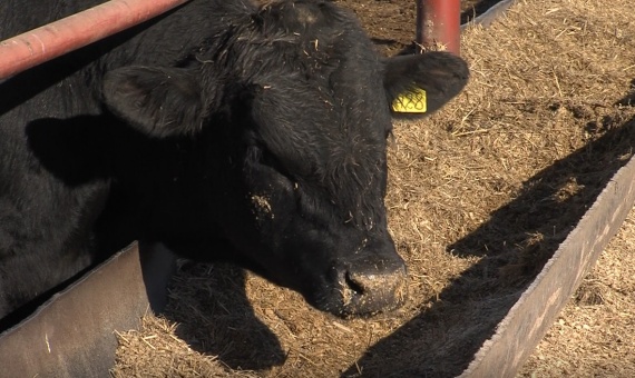 Коломенские аграрии осваивают современные технологии мясного животноводства