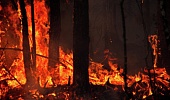 За минувшие сутки в регионе произошло четыре лесных пожара