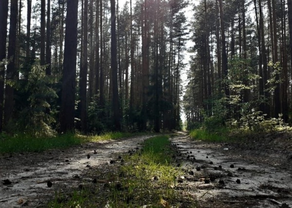 В июне из лесов выводили заблудившихся почти каждый день