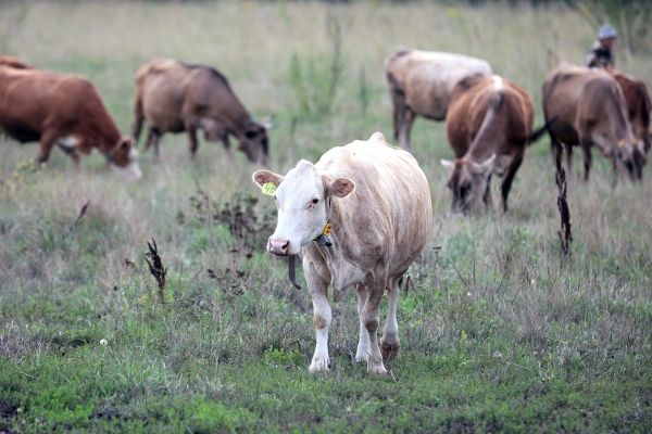 В Подмосковье ветеринары провели профилактическую обрезку копыт у коров