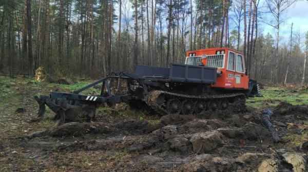 В Песковском лесничестве восстановят лес