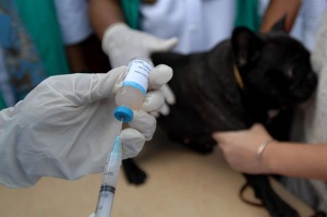 В Зарайске проведут вакцинацию домашних животных от бешенства