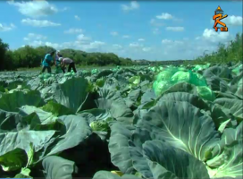 Виды на урожай: в Коломенском районе приступили к уборке ранних овощей