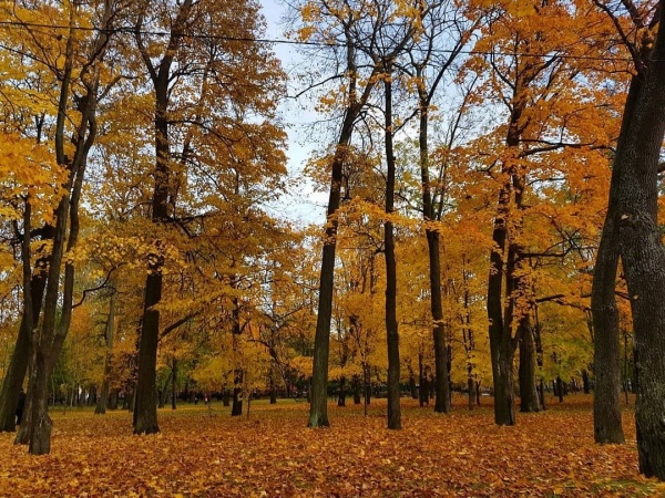 Фотосессии в осенних листьях таят в себе опасности