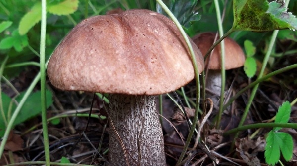 В Подмосковье спрогнозировали запоздалый и обильный урожай грибов