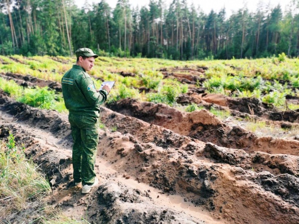 Новый лес посадят в Белоомуте