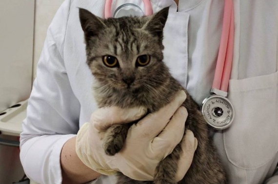 Ветеринары спасли котёнка, который надышался угарным газом в Озёрах