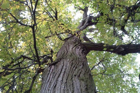 Деревья – памятники живой природы