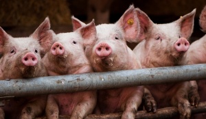 Африканская чума свиней вернулась в Подмосковье