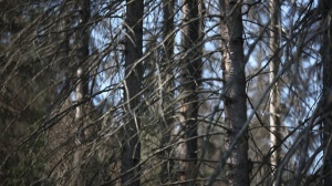 Пожилая коломчанка заблудилась в луховицких лесах