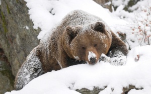 В подмосковные леса вернулся бурый медведь 