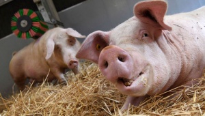В Коломне задержали 20 тонн кормовой добавки для животных