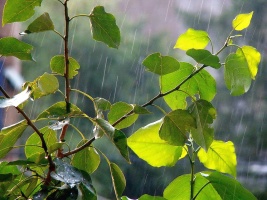 "Макушку лета" снова поливает дождями