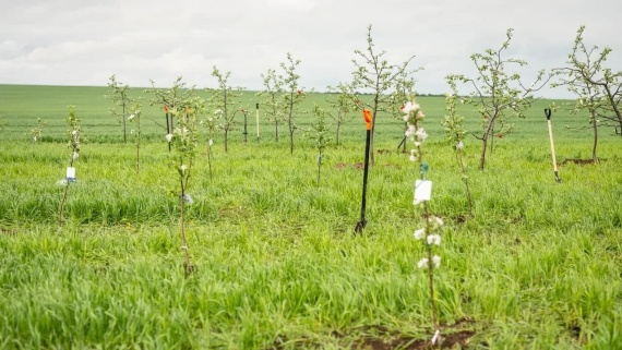 Яблоневый сад появился в Даровом