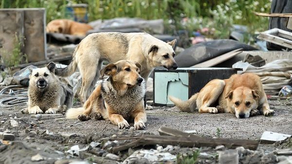 Как в Воскресенске решают проблему бездомных животных