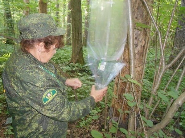 Феромонные ловушки развесили в подмосковных лесах