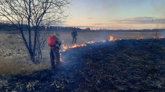 С начала мая в Подмосковье ликвидировали более 20 лесных пожаров