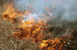 Разведение костров, сжигание травы и мусора обойдется в Подмосковье в 15 тысяч рублей