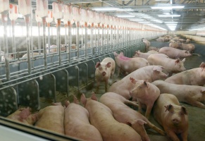 Свиноводческому комплексу в Зарайске сказали "нет"
