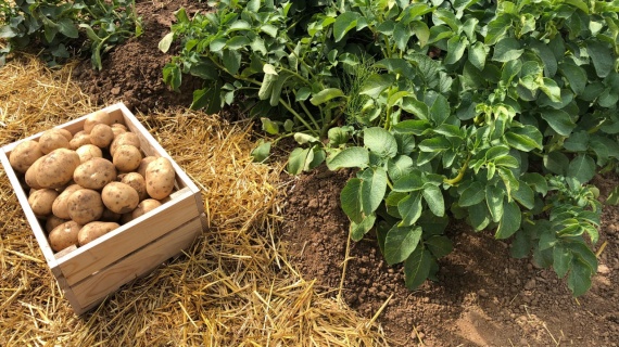 Более 360 тысяч тонн картофеля собрали в этом году в Подмосковье