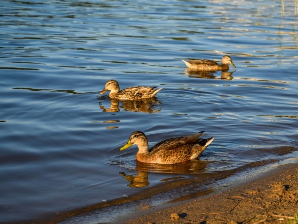 Два коломенских водоёма расчистят в следующем году