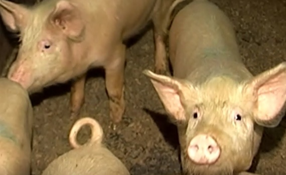 Угроза африканской чумы свиней остаётся реальной