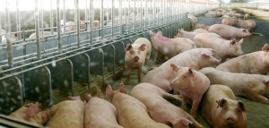 Инвестор пообещал экологическую модернизацию свинокомплексов в Клемове и Матыре